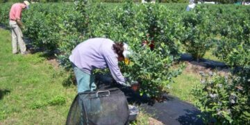 Del desempleo a la oportunidad: el programa que busca reconectar al trabajador rural con el campo