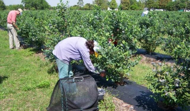 Del desempleo a la oportunidad: el programa que busca reconectar al trabajador rural con el campo