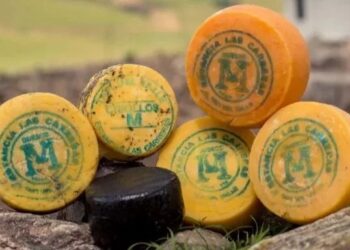 De Tafí del Valle al mundo: el queso que hizo historia y ahora busca conquistar nuevos mercados