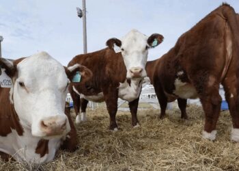 Menos faena y vientres más caros: la reposición se encarece en plena recuperación de la cría