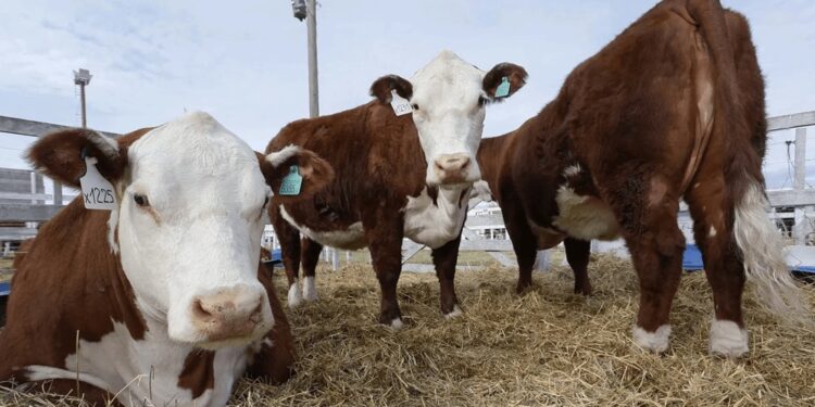 Menos faena y vientres más caros: la reposición se encarece en plena recuperación de la cría