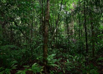 Mercados de carbono: una nueva etapa con foco en calidad y expansión global