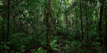 Mercados de carbono: una nueva etapa con foco en calidad y expansión global