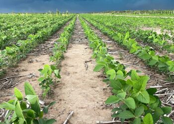 Polinización apícola y clima: la llave oculta del rinde sojero en Córdoba