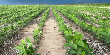 Polinización apícola y clima: la llave oculta del rinde sojero en Córdoba