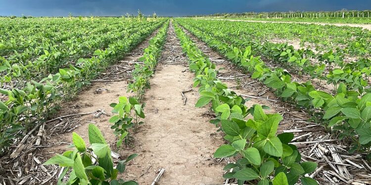 Polinización apícola y clima: la llave oculta del rinde sojero en Córdoba
