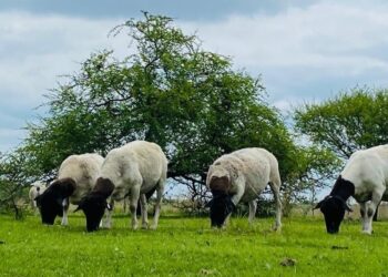 Alerta de Senasa: se detectó la “vaca loca” de los ovinos en Argentina y el país pierde un status sanitario