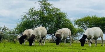 Alerta de Senasa: se detectó la “vaca loca” de los ovinos en Argentina y el país pierde un status sanitario