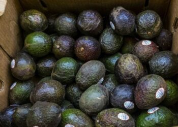 Producir y defender: el costo invisible del robo rural en la cadena de la palta