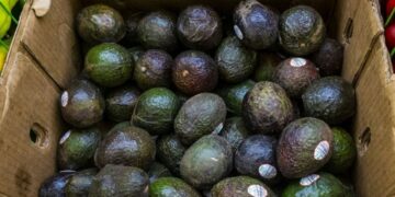 Producir y defender: el costo invisible del robo rural en la cadena de la palta