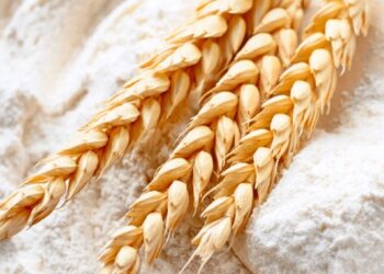 La paradoja de la supercosecha: los molinos dicen que no consiguen trigo y se declaran en alerta