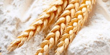 La paradoja de la supercosecha: los molinos dicen que no consiguen trigo y se declaran en alerta