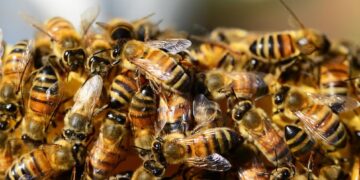 Miel: el otoño define la fuerza de las colmenas