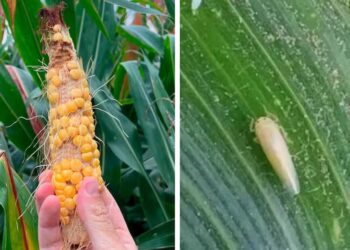 “Incremento exponencial”: sorpresiva expansión de una temible plaga para un cultivo