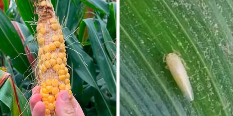 “Incremento exponencial”: sorpresiva expansión de una temible plaga para un cultivo