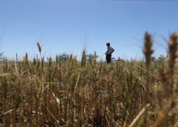 Ley de Semillas: un punto clave del acuerdo comercial con Estados Unidos reabre una grieta en el campo