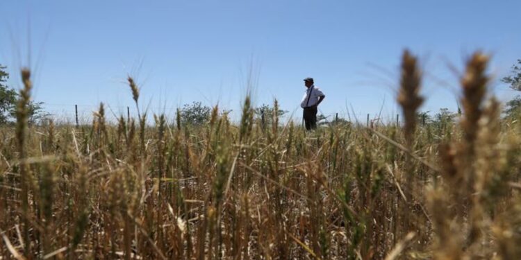 Ley de Semillas: un punto clave del acuerdo comercial con Estados Unidos reabre una grieta en el campo