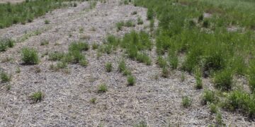 Malezas: en el norte de Buenos Aires emergió una nueva alerta roja por un raigrás multirresistente