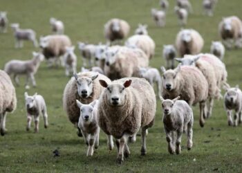 Chile suspendió las importaciones desde Argentina tras la detección de Scrapie en ovinos