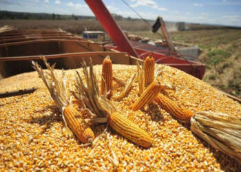 Del miedo a la esperanza: el clima vuelve a cambiar el ánimo del agro argentino