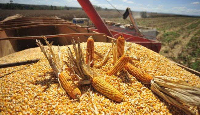 Del miedo a la esperanza: el clima vuelve a cambiar el ánimo del agro argentino