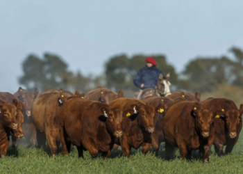 La carne argentina perdió previsibilidad en el mercado mundial