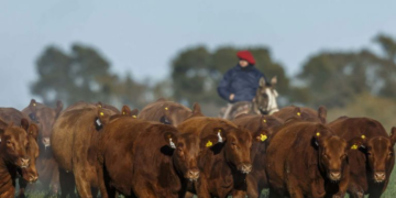 La carne argentina perdió previsibilidad en el mercado mundial