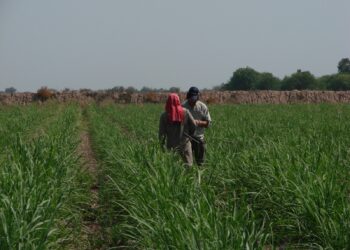 “La fertilización ya no pasa solo por aplicar nitrógeno”: el nuevo enfoque que gana terreno en la caña de azúcar