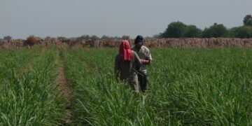 “La fertilización ya no pasa solo por aplicar nitrógeno”: el nuevo enfoque que gana terreno en la caña de azúcar
