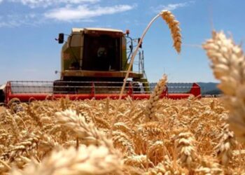 El agro vuelve a la carga por las retenciones, porque “producir una hectárea de trigo será U$S 110 más caro”