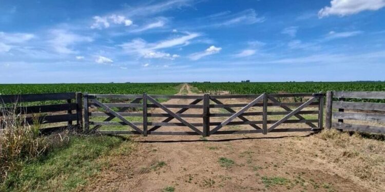 Dos miradas sobre la Ley de Tierras Rurales: ¿llave para el desarrollo o desequilibrio estructural?