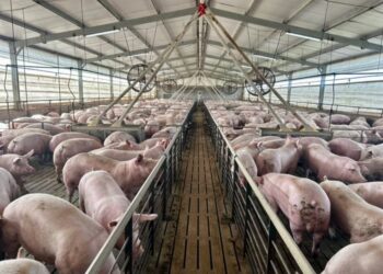 La producción porcina creció 15,7% en el primer trimestre