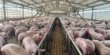La producción porcina creció 15,7% en el primer trimestre