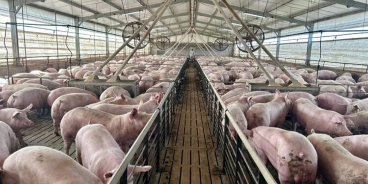 La producción porcina creció 15,7% en el primer trimestre