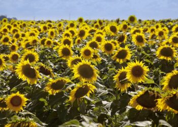 Los mejores rindes en girasol impulsan la cosecha y elevan la proyección de producción