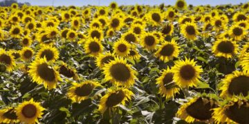 Los mejores rindes en girasol impulsan la cosecha y elevan la proyección de producción