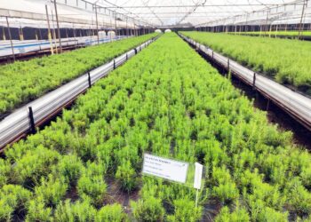 Semillas con garantía: la clave silenciosa que puede cambiar el futuro de la citricultura