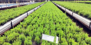 Semillas con garantía: la clave silenciosa que puede cambiar el futuro de la citricultura