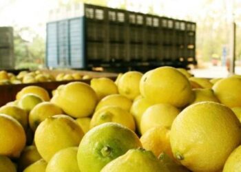 Después de la tormenta: el limón tucumano vuelve a ilusionarse con una campaña de recuperación