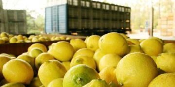 Después de la tormenta: el limón tucumano vuelve a ilusionarse con una campaña de recuperación