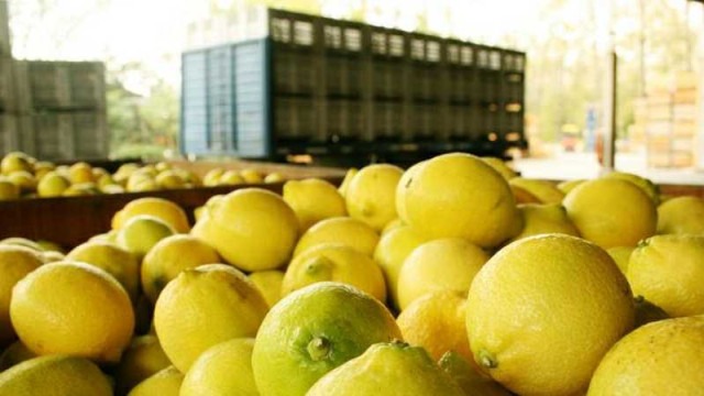 Después de la tormenta: el limón tucumano vuelve a ilusionarse con una campaña de recuperación