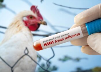 Influenza aviar: por qué Argentina vuelve a mirar al mundo con optimismo