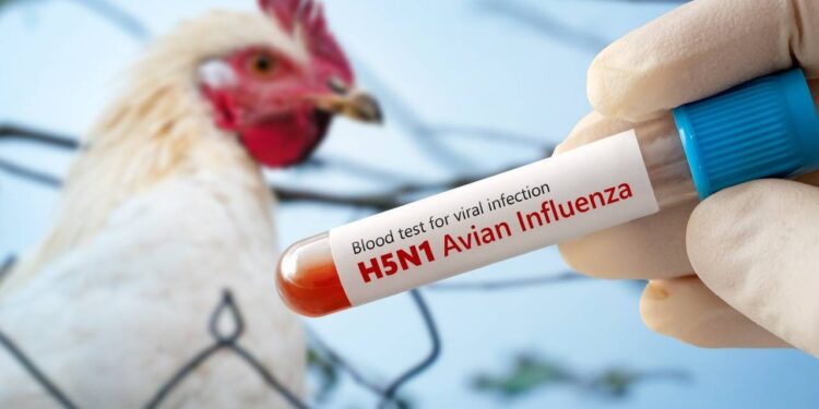 Influenza aviar: por qué Argentina vuelve a mirar al mundo con optimismo