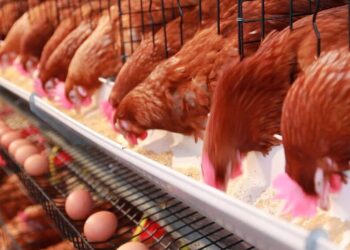 Investigaron cómo controlar la salmonella en la industria avícola y ganaron un premio internacional