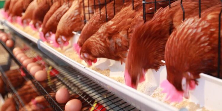 Investigaron cómo controlar la salmonella en la industria avícola y ganaron un premio internacional