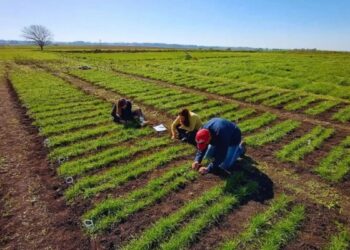 El INTA presentó tres nuevas variedades de raigrás anual para potenciar la producción ganadera