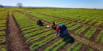 El INTA presentó tres nuevas variedades de raigrás anual para potenciar la producción ganadera