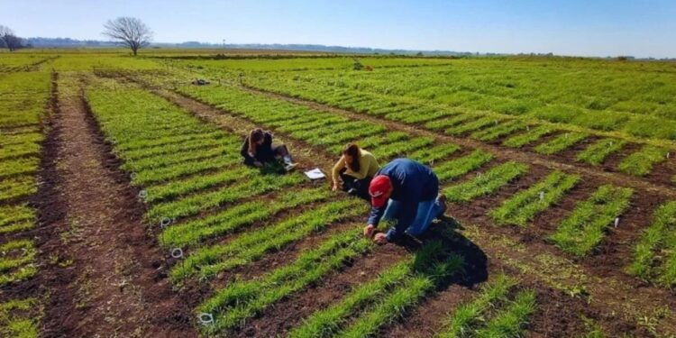 El INTA presentó tres nuevas variedades de raigrás anual para potenciar la producción ganadera