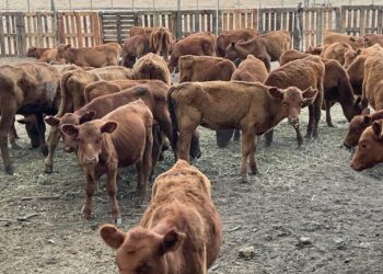 Los terneros marcan el ritmo de un año atípico para la ganadería: la zafra más lenta en una década