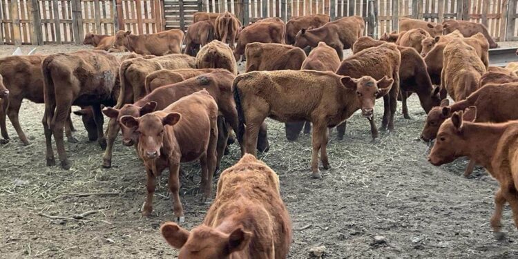 Los terneros marcan el ritmo de un año atípico para la ganadería: la zafra más lenta en una década